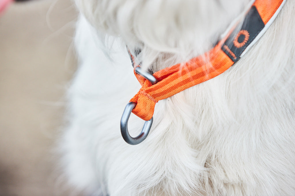 Hundehalsband "Cruise Collar" in orange von Non-Stop dogwear
