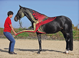 Warum ist Physiotherapie und Osteopathie für Pferde so wichtig?