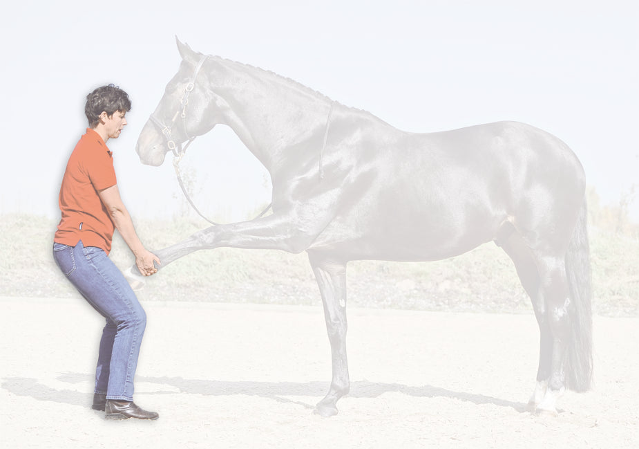 Was ist das Ziel einer physiotherapeutischen Behandlung für Pferde und wann ist sie notwendig?