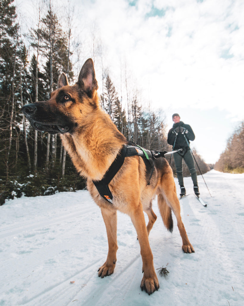 Hundegeschirr "Freemotion Harness" von Non-stop dogwear