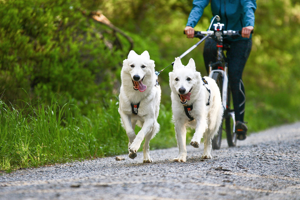 Hundegeschirr "Freemotion Harness" von Non-stop dogwear