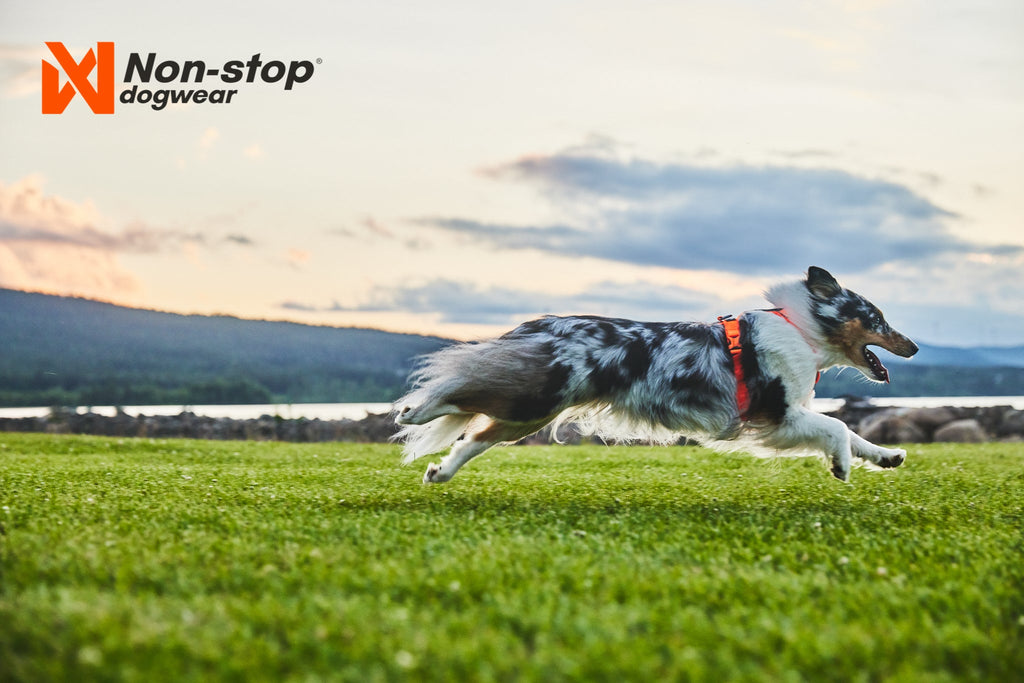 Hundegeschirr "Line Harness" in green von Non-Stop dogwear