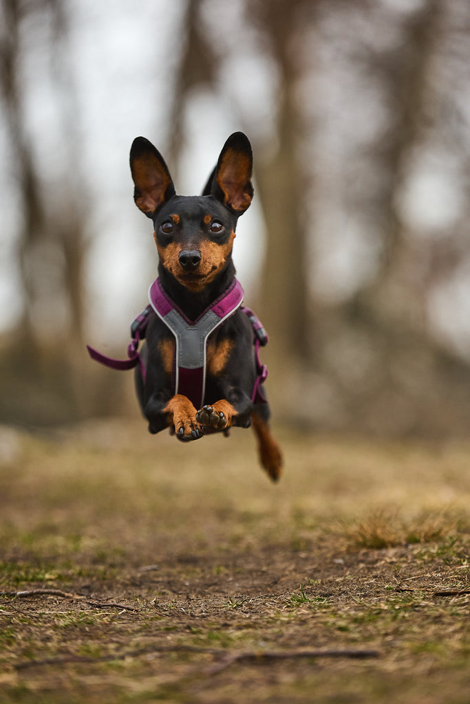 Hundegeschirr "Line Harness" in purple von Non-Stop dogwear