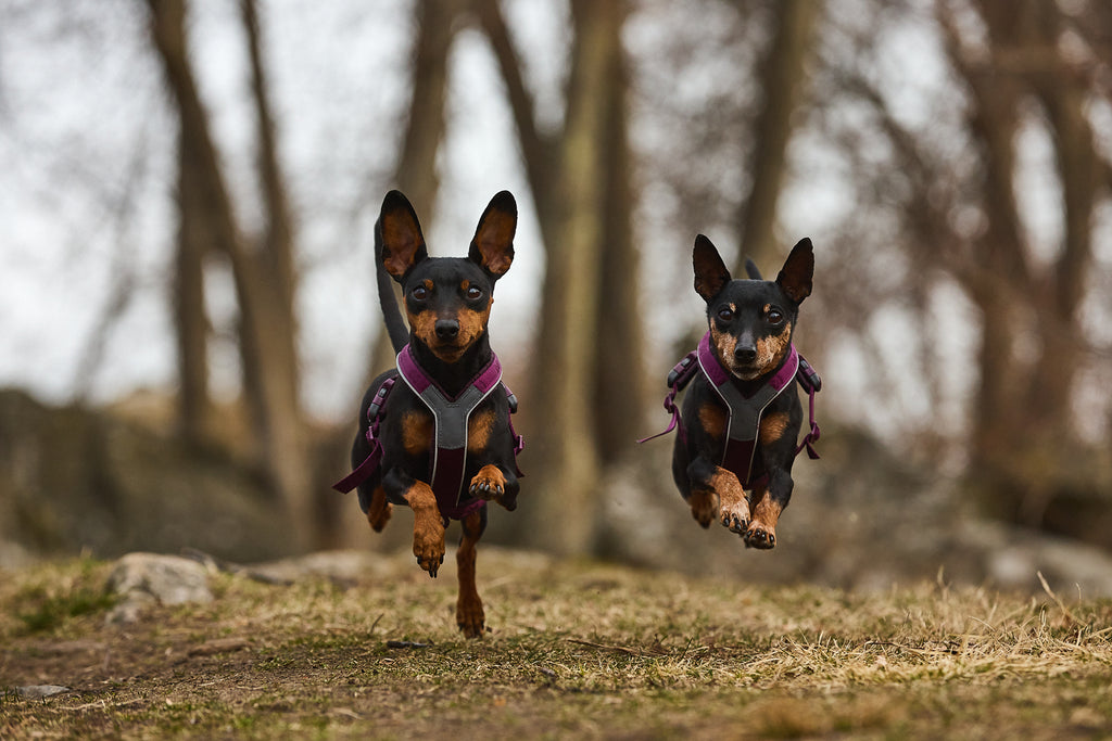 Hundegeschirr "Line Harness" in purple von Non-Stop dogwear